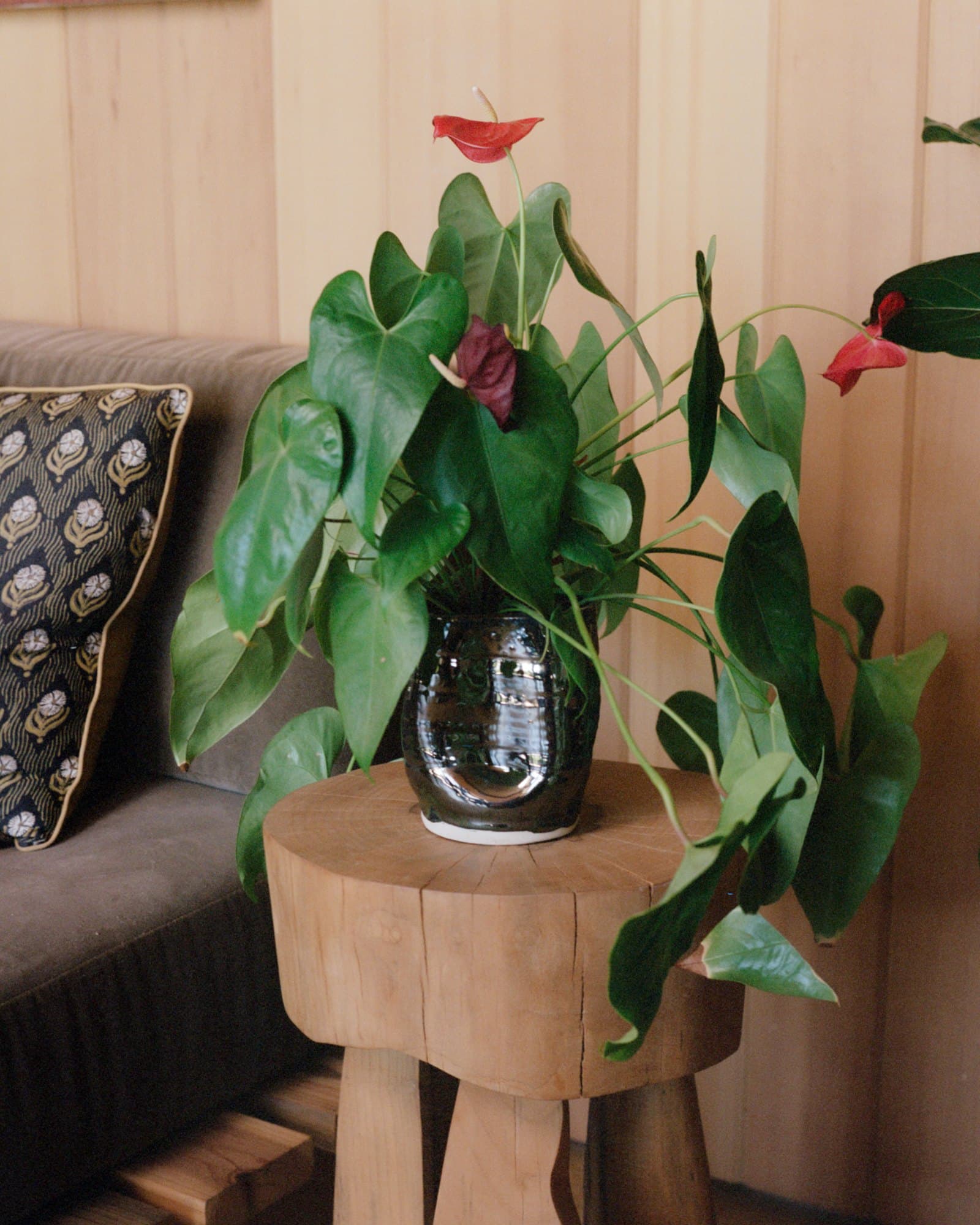A plant potted in a dark Studio Nia vessel